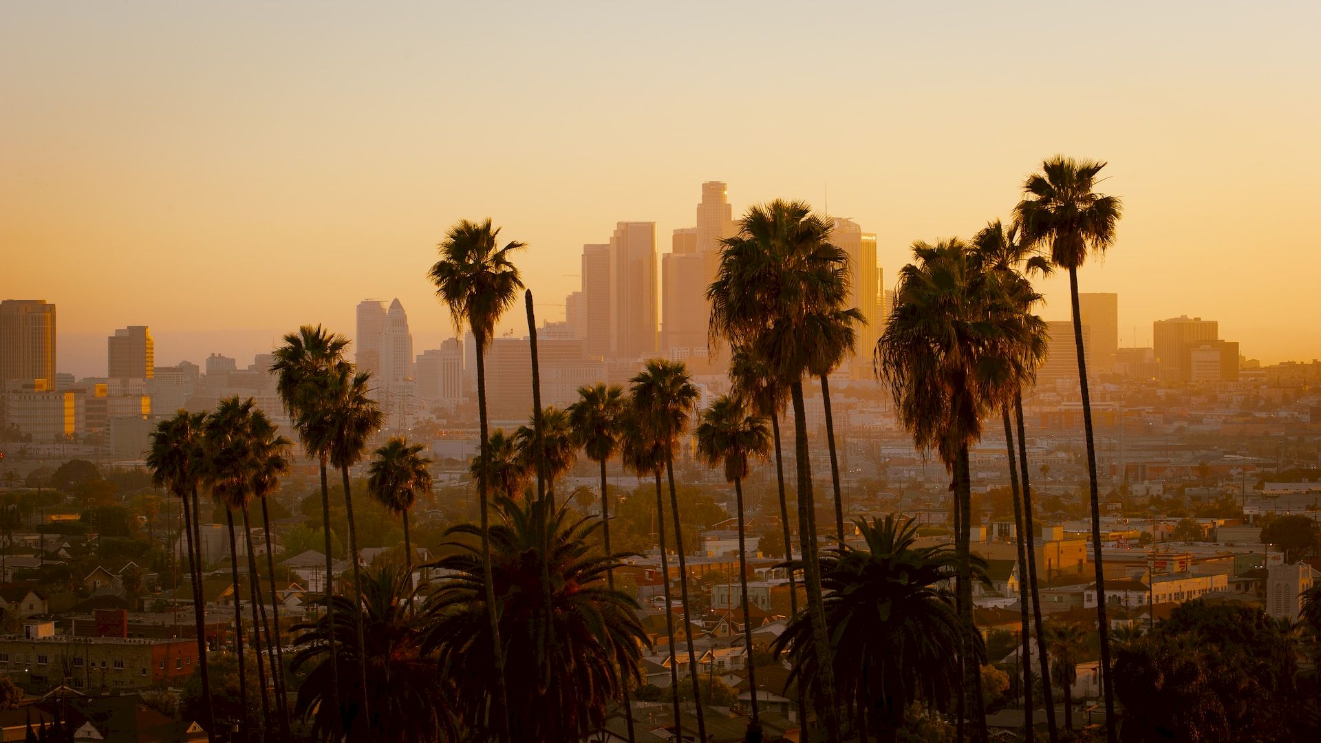 The image shows a city skyline with tall buildings in the background, lined with palm trees in the foreground during a sunset.