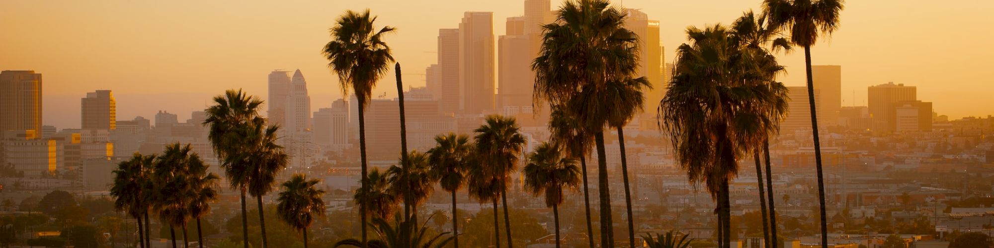 The image shows a city skyline with tall buildings in the background, lined with palm trees in the foreground during a sunset.