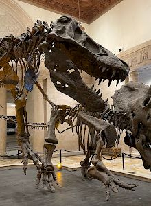 Displayed is a dinosaur skeleton exhibit depicting a Tyrannosaurus rex in a dramatic pose, biting the neck of a Triceratops skeleton.