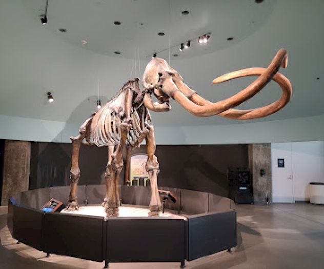 The image shows a mammoth skeleton exhibit in a museum, displayed on a circular platform with dark barriers surrounding it.